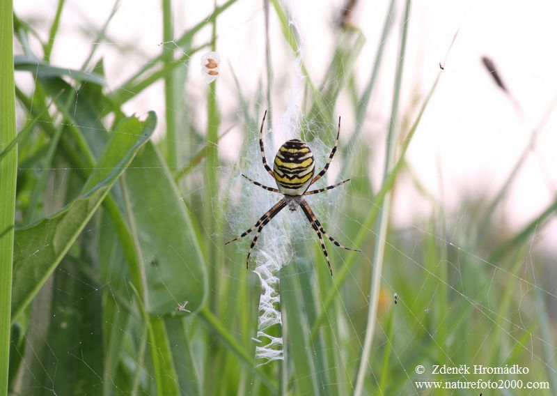Orb-weaving Spider, Argiope bruennichi (Scopoli, 1772) (Spiders, Arachnida)